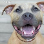 Libby: Surgery support & Fundraising